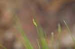 Bristlystalked sedge